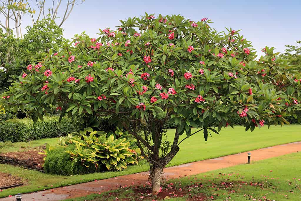 Plumeria Tree - Alberi originari dell'Australia