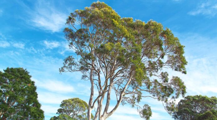 12 splendidi alberi originari dell'Australia
