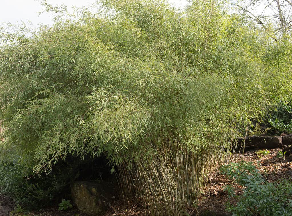 Bambù nano cinese