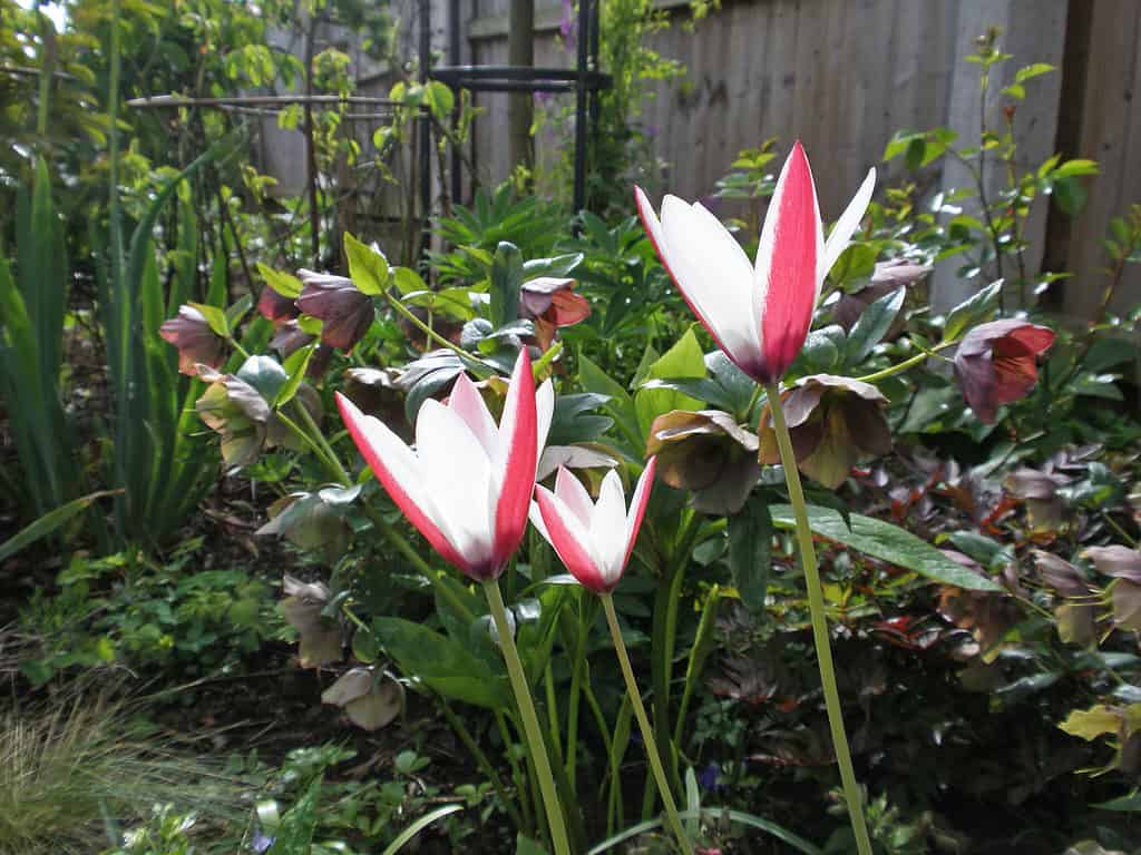 Tulipano 'bastone botanico di menta piperita'