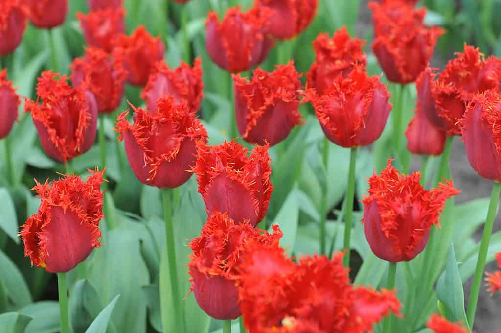 Tulipani con frange rosse