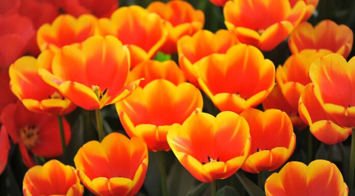 11 splendidi tulipani da coltivare in Kentucky
