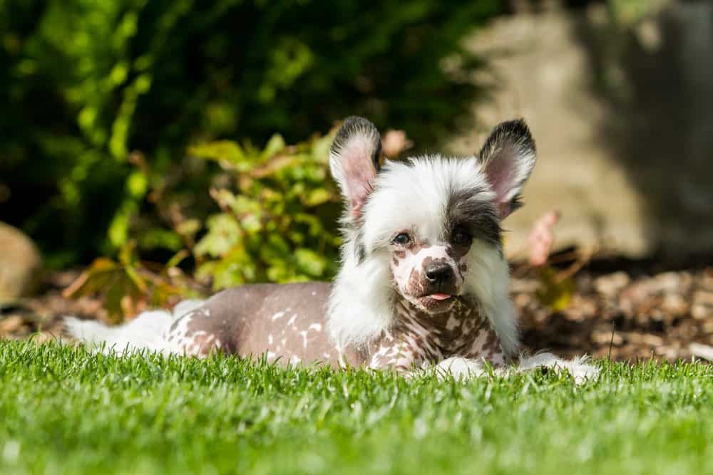 Cucciolo di cane crestato cinese che risiede nell'erba