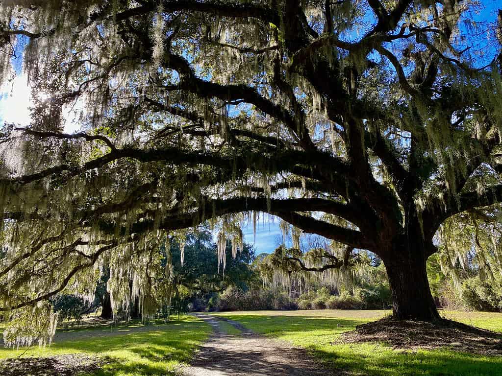 La quercia viva è un problema primaverile per chi soffre di allergie a San Antonio 