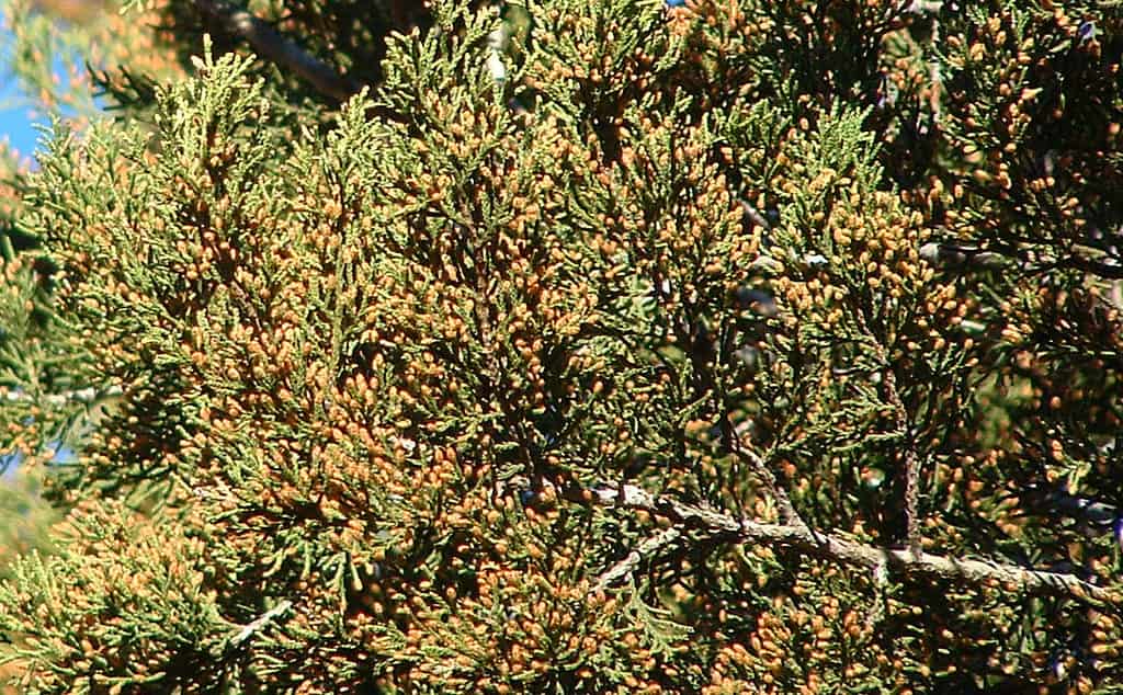 Juniperus ashei, ginepro Ashe, cedro di montagna