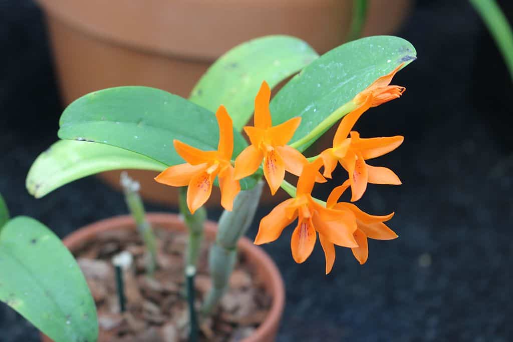 Le orchidee non tendono a produrre fogliame cespuglioso