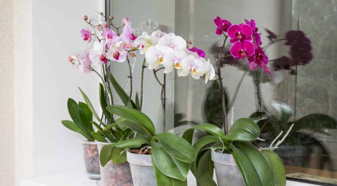 4 tipi di orchidee per principianti
