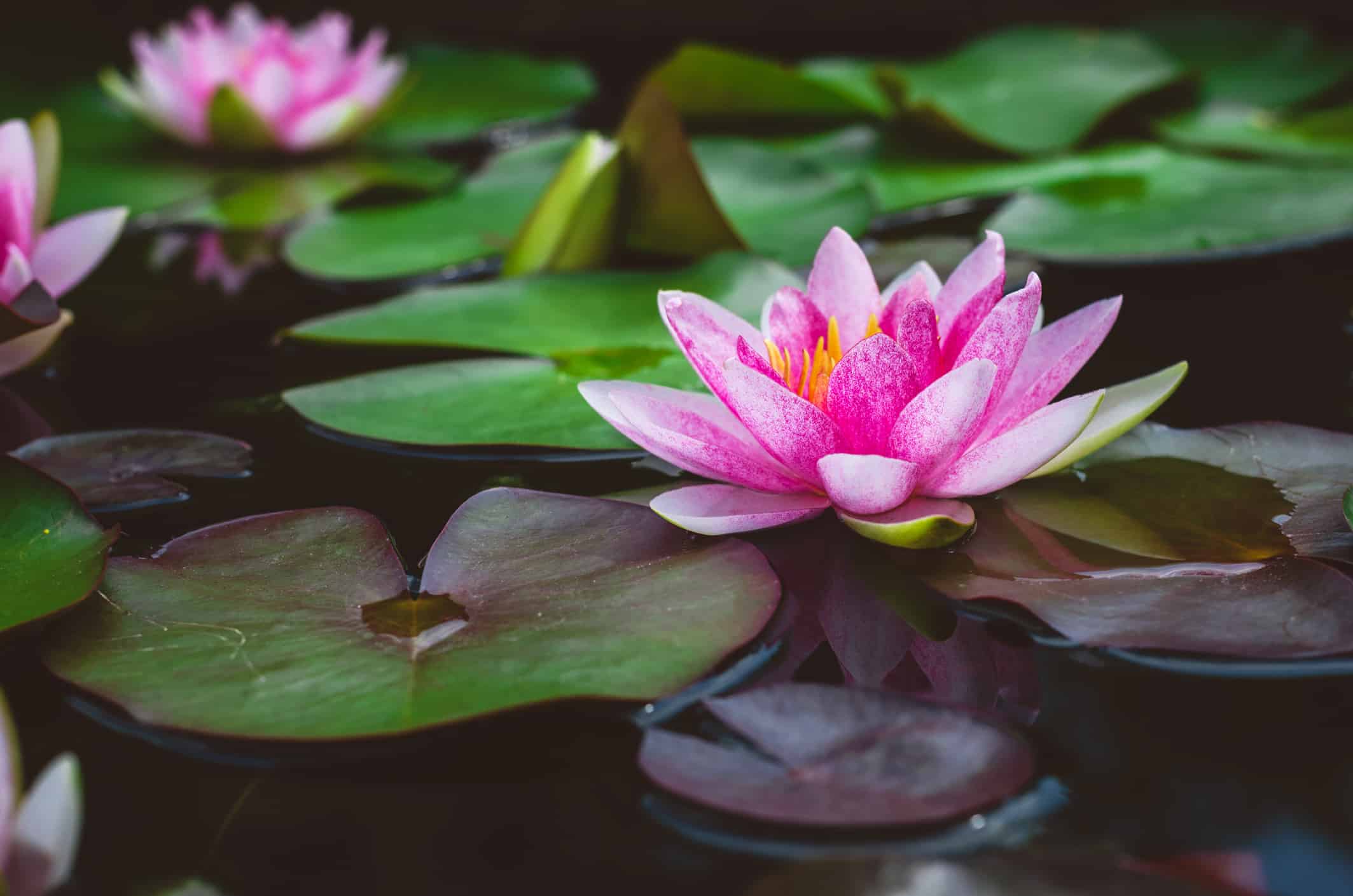 Fiore di loto rosa