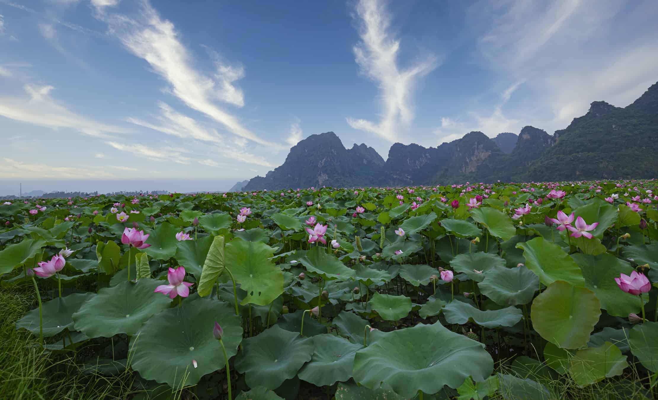 Il fiore nazionale del Vietnam è il loto