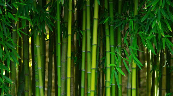 Come prendersi cura di una pianta di bambù nelle rocce
