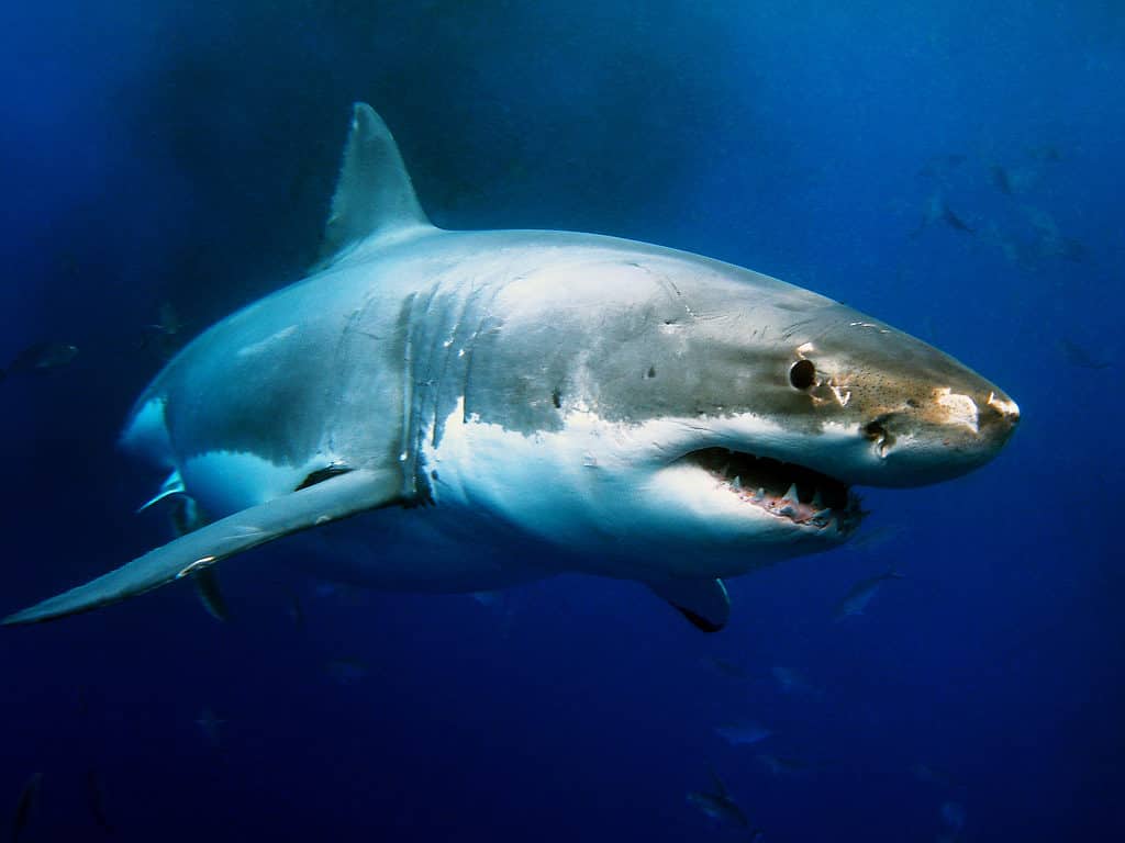 I grandi squali bianchi possono immergersi più in profondità di 0,75 miglia