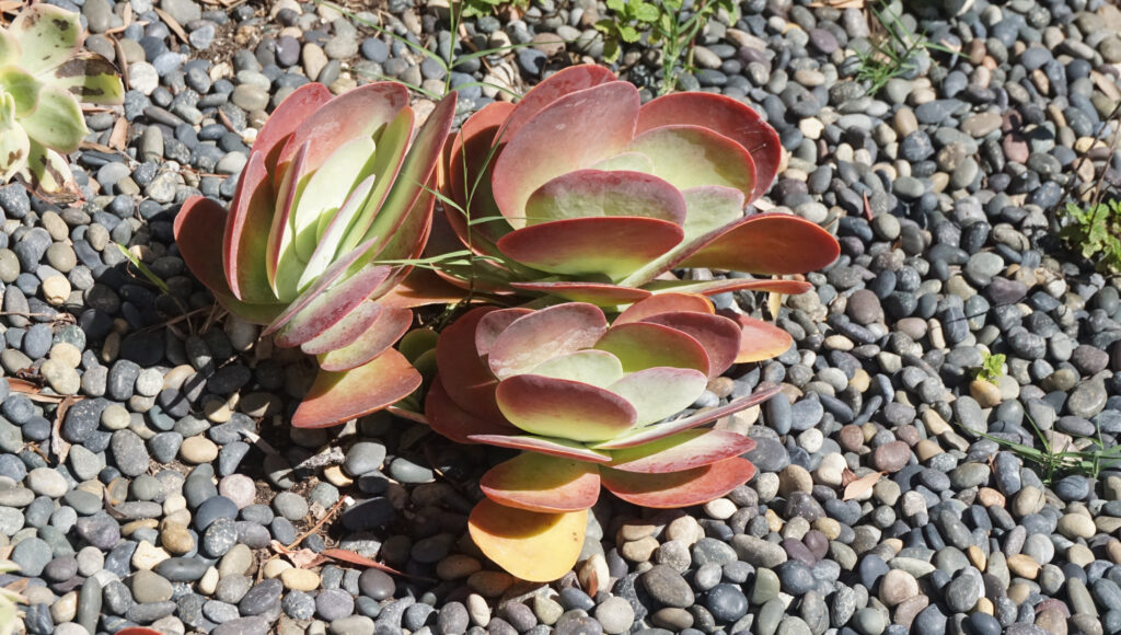 Kalanchoe luciae Frittelle piantate su ghiaia