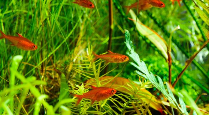 I migliori 8 migliori pesci d'acqua dolce arancioni (perfetti per gli acquari!)
