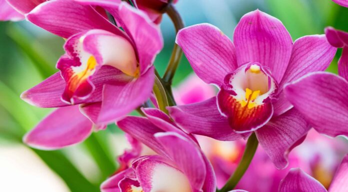 Scopri il significato dietro la tua pianta di orchidea
