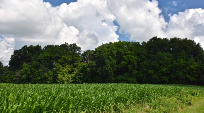 Scopri il punto più alto dell'Indiana
