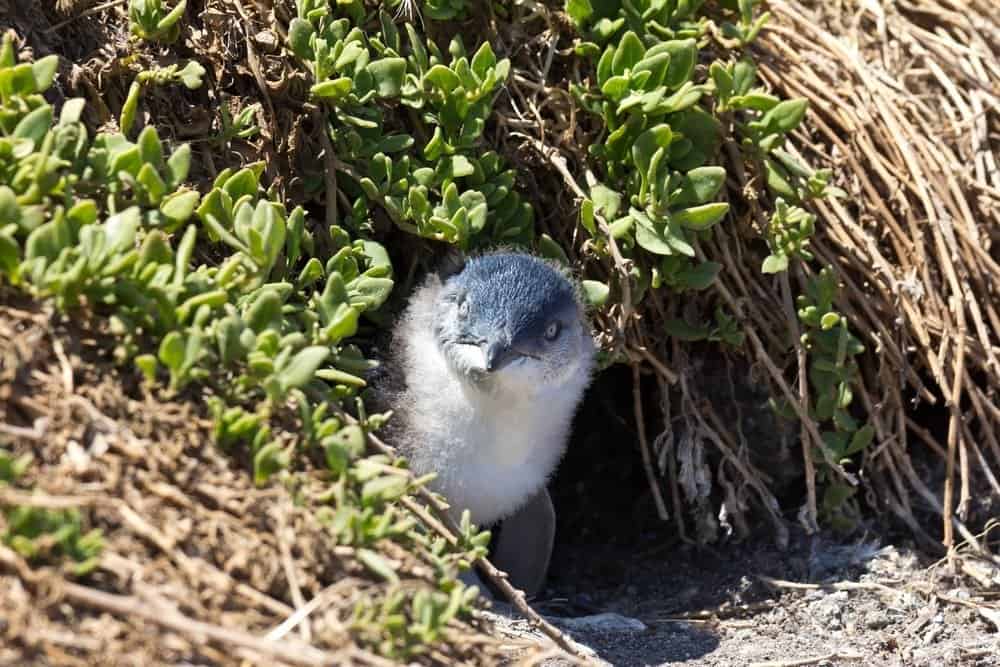 Piccolo pinguino giovanile fuori dalla sua tana ai Noobies