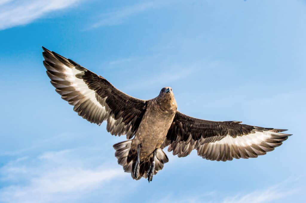 Grande Skua in volo su sfondo blu cielo.