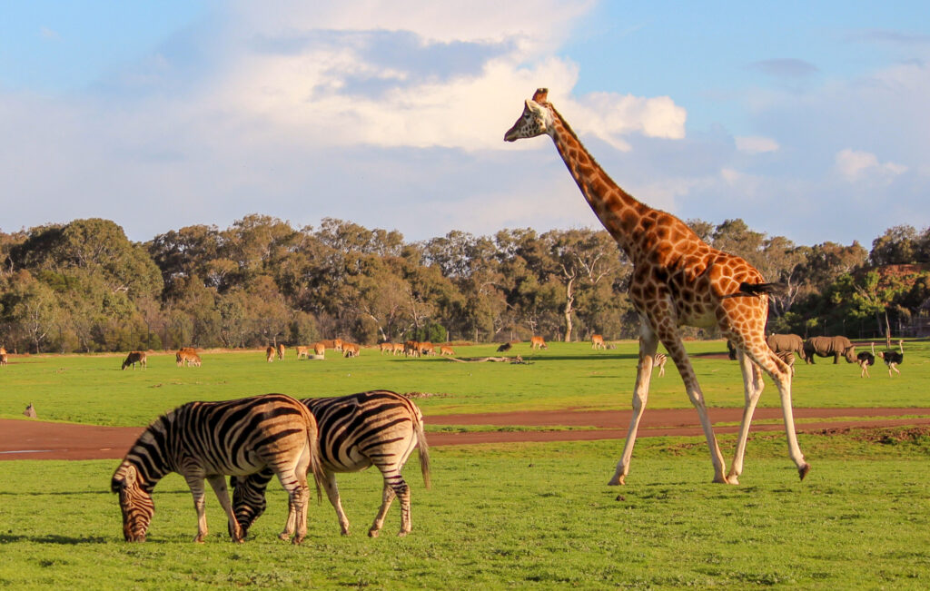 Zoo di Melbourne