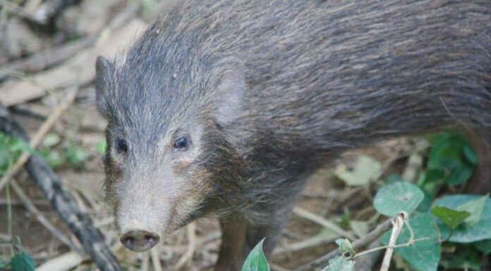 I 10 stati con i peggiori maiali selvatici
