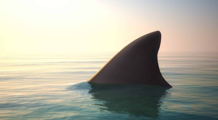 Un grande squalo bianco di 10 piedi sta nuotando appena al largo della costa della Carolina del Nord
