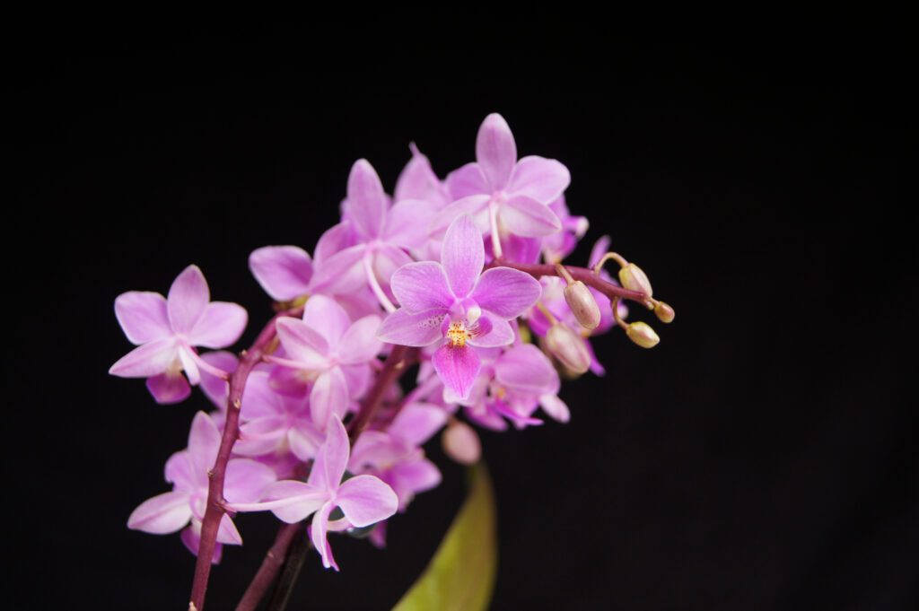 Cavallo Phalaenopsis (Phalaenopsis equestris) - Tipi di orchidee