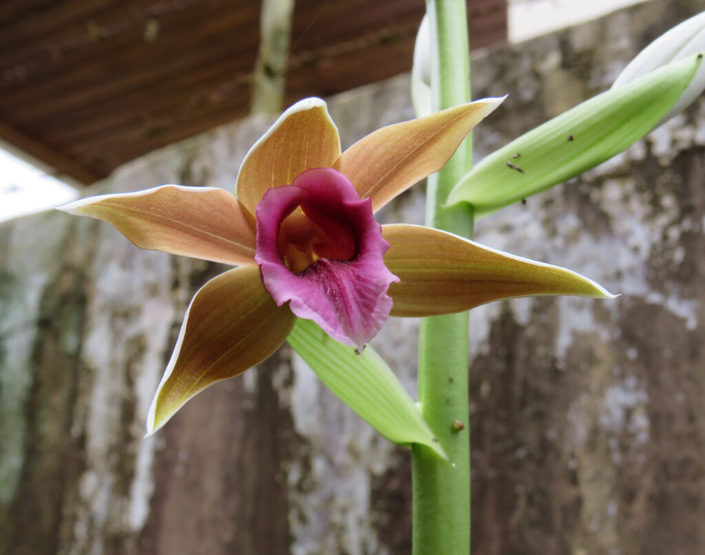 Orchidea del cappuccio della suora (Phaius tankervilliae) - Tipi di orchidee