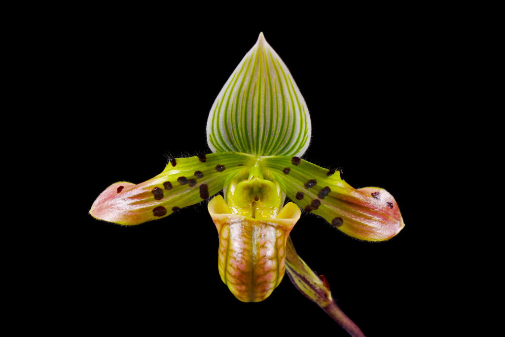 Affascinante Paphiopedilum (Paphiopedilum venustum) - Tipi di orchidee