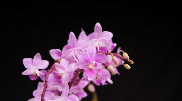 Tipi di orchidee: 5 delle varietà più popolari
