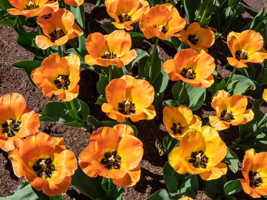 Il tulipano ibrido Darwin 'Daydream' 
