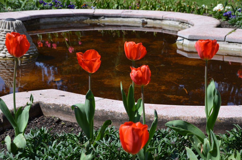 Tulipano pamplona rosso vibrante
