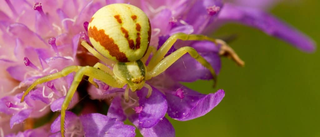 Ragno granchio su un fiore viola