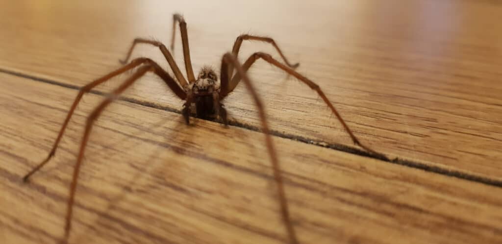 Primo piano di un ragno domestico gigante su un pavimento di legno
