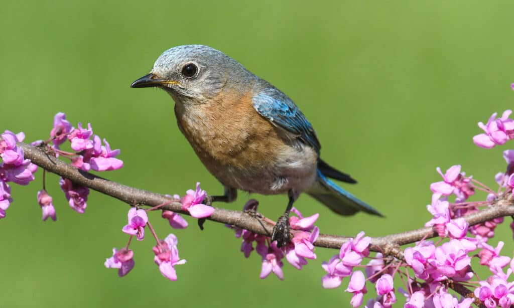 Bluebird orientale femminile