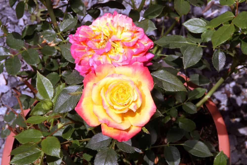 Arcobaleno Sunblaze Rose