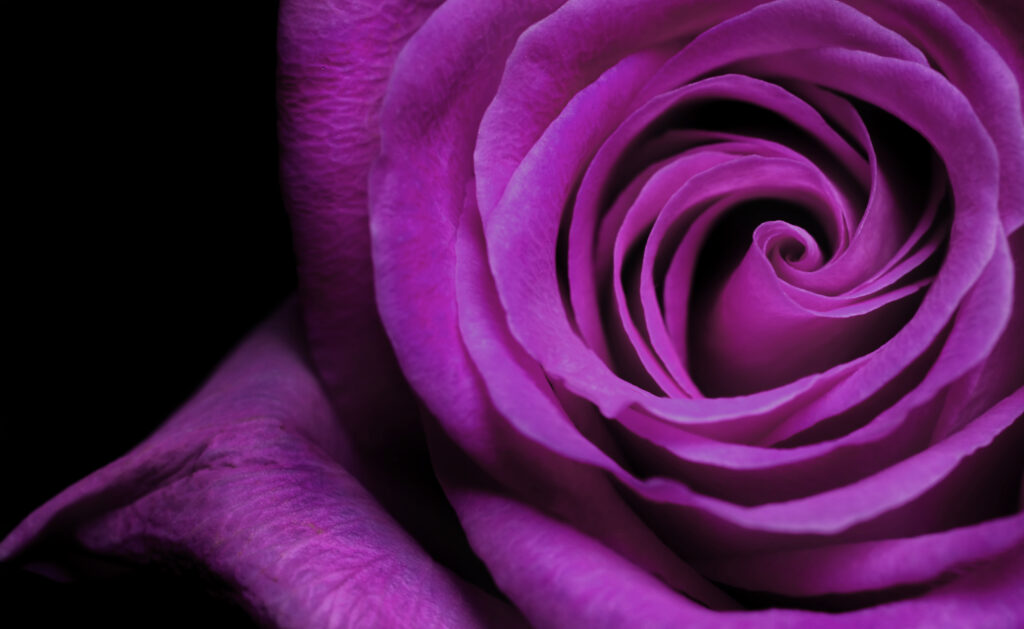 Primo piano di una rosa viola