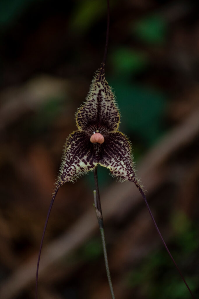 Orchidea Dracula