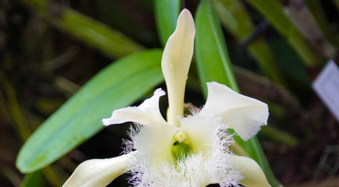 Scopri il fiore nazionale dell'Honduras: Rhyncholaelia Digbyana
