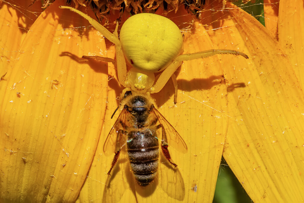 Fotografia di un ragno granchio verga d'oro che afferra un'ape.  Il ragno granchio verga d'oro si trova nella parte superiore della cornice con la testa rivolta verso la parte inferiore della cornice.  L'ape è sotto il ragno granchio con la testa rivolta verso la parte superiore del telaio.  Sembra che il ragno granchio abbia in bocca la testa dell'ape.  Il ragno granchio è molto giallo sullo sfondo del girasole;  l'ape è per lo più marrone con deboli bande di colore chiaro sull'addome.
