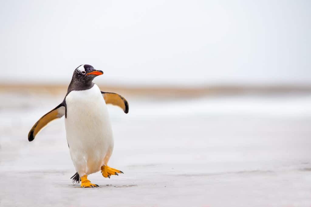 Pinguino che ondeggia