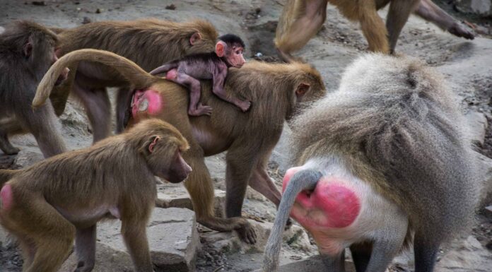 Scopri i 4 migliori zoo in assoluto del New England (e il momento ideale per visitarli ciascuno)
