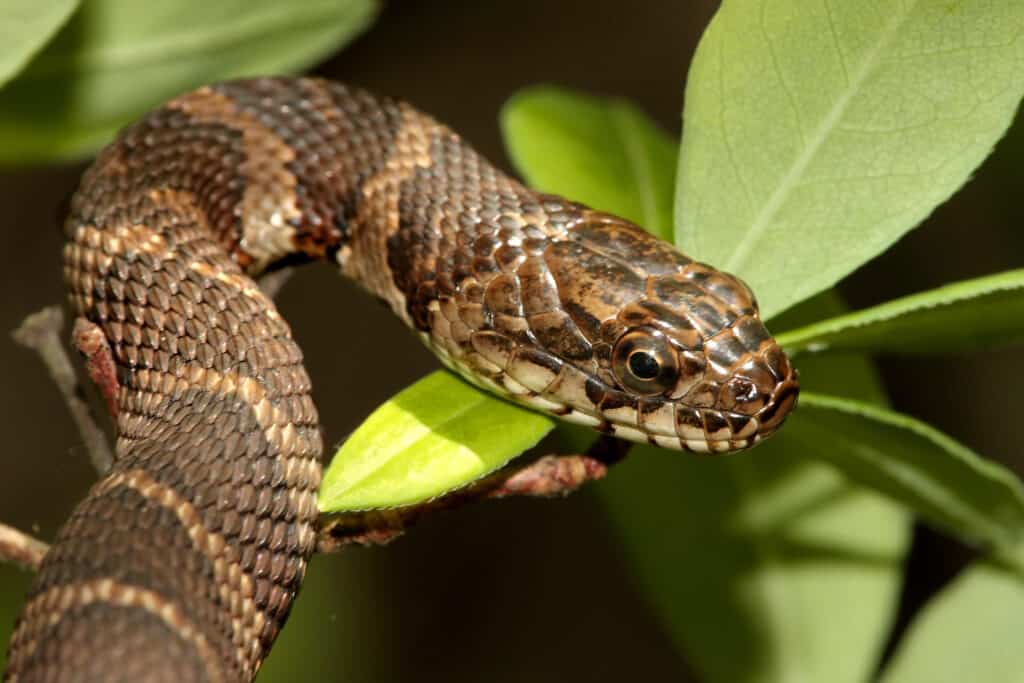 Serpente d'acqua settentrionale nelle foglie - Serpenti marroni in Ohio