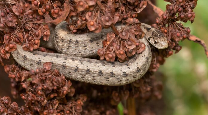 11 serpenti marroni nel Tennessee
