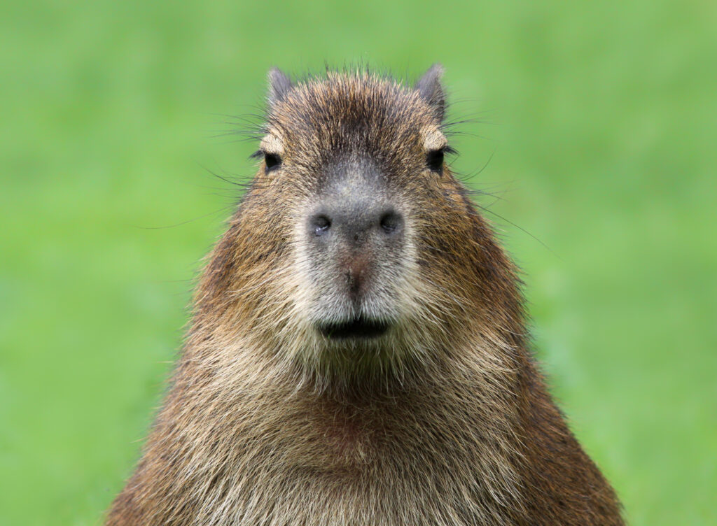Vista ravvicinata di un giovane capibara (Hydrochoerus hydrochaeris)