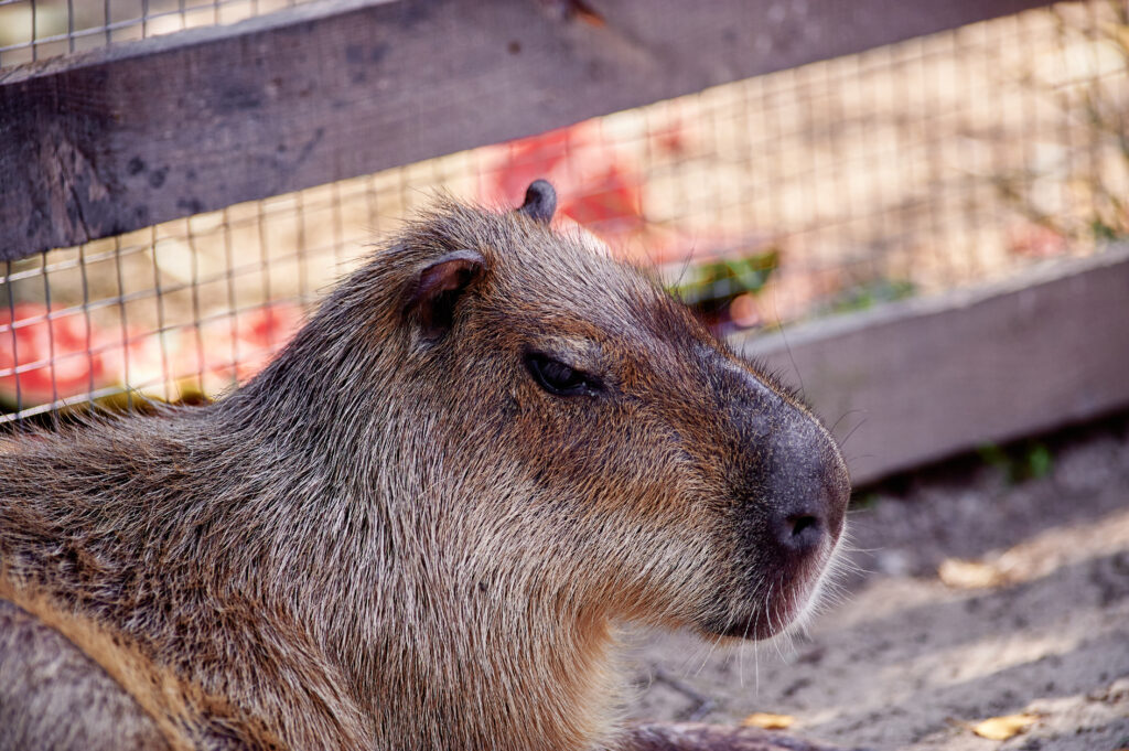 Un bellissimo mammifero capibara divertente nel parco.  Viso carino Hydrochoerus hydrochaeris ritratto animale primo piano