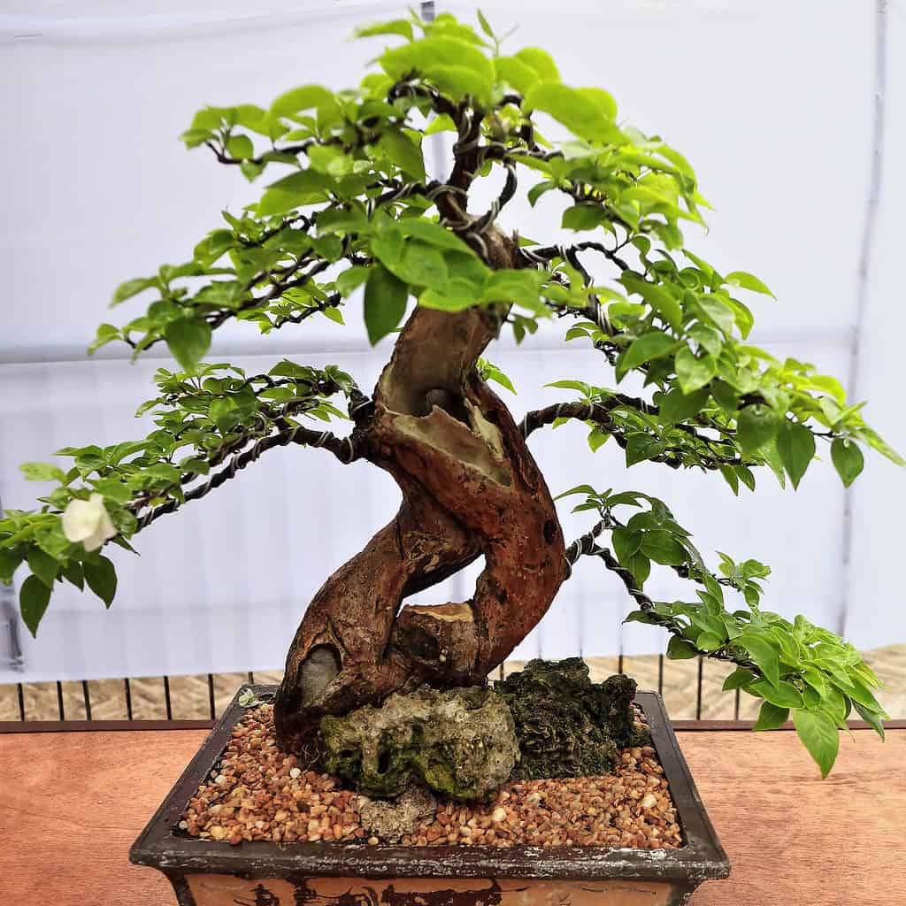 Bonsai di premna