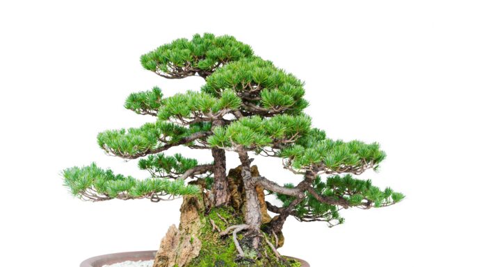 Scopri l'albero bonsai più grande del mondo: un fenomeno di 600 anni
