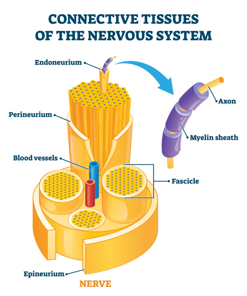 Illustrazione dei tessuti connettivi del sistema nervoso