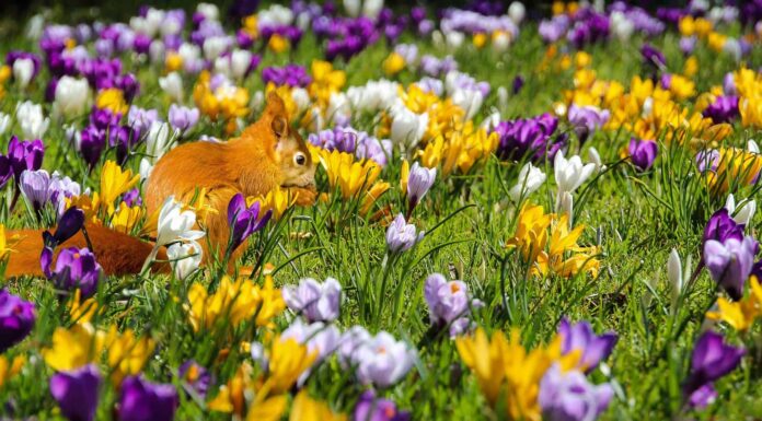 yellow, white, purple crocuses blooming in a field