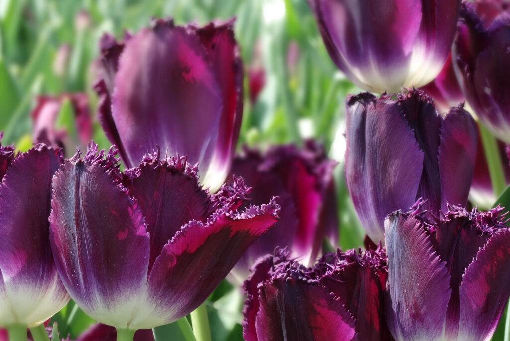Tulipano di cristallo viola