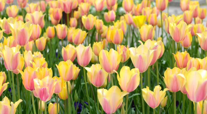 10 tulipani che fioriscono in Kansas
